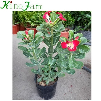Adenium Wüstenrose Pflanze