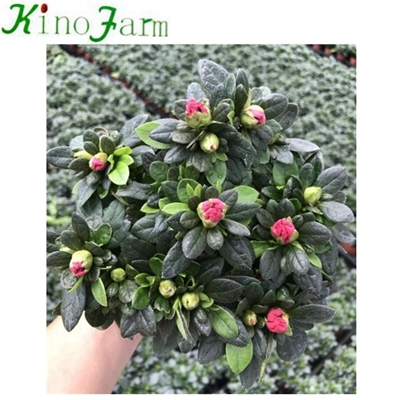 Natürliche Zimmerpflanze Rhododendron simsii