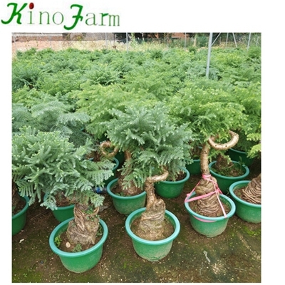 Großhandels lebende Pflanze Araucaria heterophylla