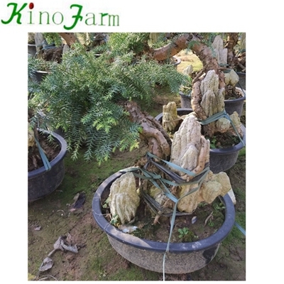 Zimmerpflanze Araucaria Heterophylla