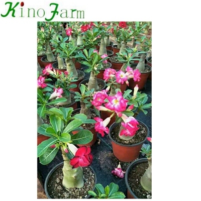 Adenium Desert Rose For Sale