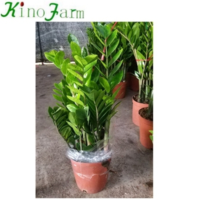 Zimmerpflanze Zamioculcas Zamiifolia