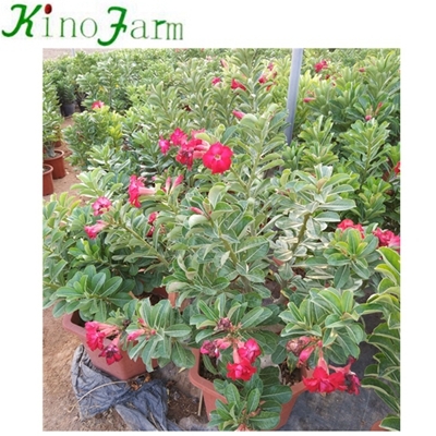China Adenium Desert Rose