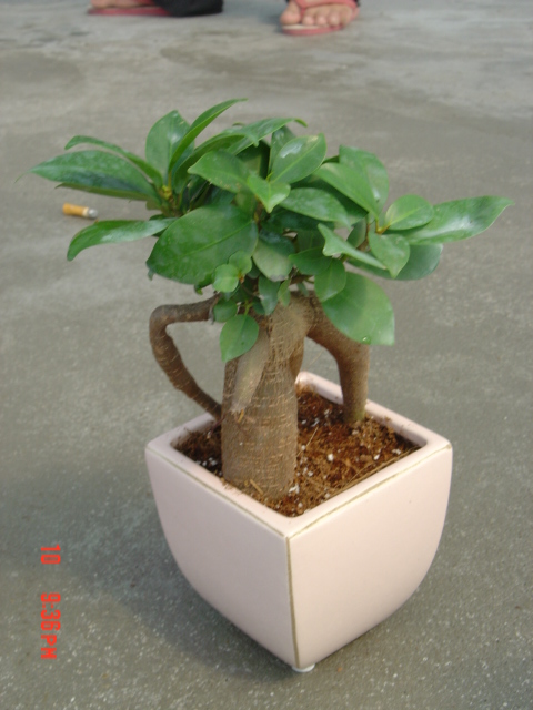 Ficus Bonsai machen Ihren Garten grün